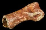 Fossil Theropod Dinosaur Phalange - Morocco #110157-1